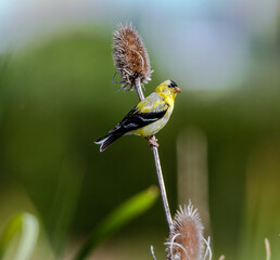 Single Goldfinch