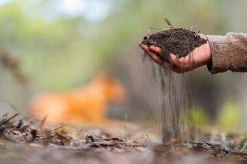 university student conducting research on forest health. farmer collecting soil samples in a test tube in a field. Agronomist checking soil carbon and plant health on a farm in australia