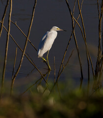 Little white heron posing at sunset
