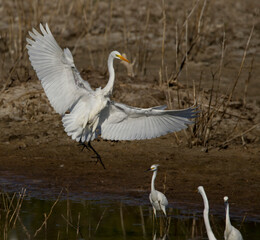 White heron arriving at the pond