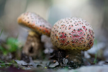 red mushroom in the forest, Fly agaric, Amanita muscaria, contains muscarine which is both poisonous and hallucinogenic.. Tempio Monte Limbara, Sardinia, Italy
