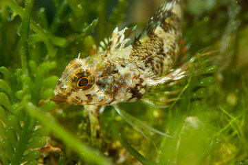 Close-up of a red-black triplefin fish, Tripterygion tripteronotum, underwater in the Mediterranean sea, Alghero, Capo Caccia, Sardinia, Italy.