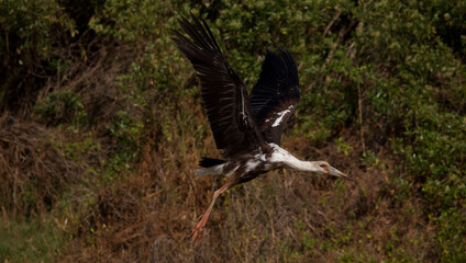 American stork in flight with wings outstretched