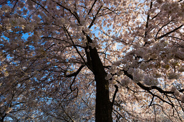 Beautiful pink cherry blossoms tree in full bloom with blue sky. Sakura tree from a low angle.