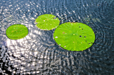 Lily pads at Lake Leatherwood.