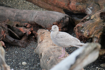 Seagull on the beach of Porteau Cove Provincial Park in British Columbia, Canada