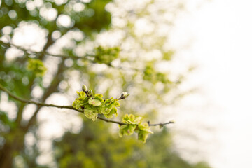 Spring tree branch with green buds.
