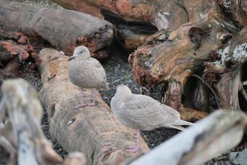 Seagulls on the beach of Porteau Cove Provincial Park in British Columbia, Canada