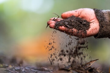 farmer hold soil in hands monitoring soil health on a farm.
