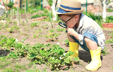 A small child in yellow boots with a magnifying glass in his hands studies and looks at plants. A boy in the garden looks at a strawberry blossom through a magnifying glass. Plant plants, vegetable