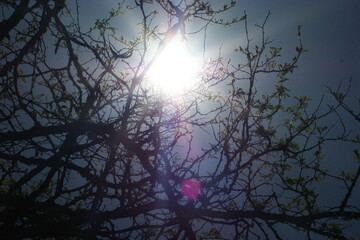 sunlight lens with tree 