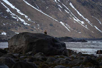 White tailed eagle on Lofoten islands. Eagle on the coast. Sea eagle sit on the top of the stone. 