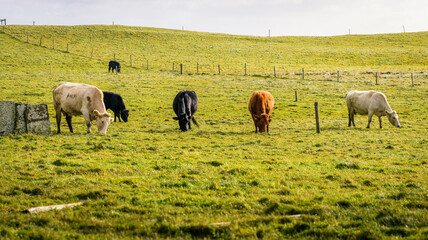 Irish landscape with cows