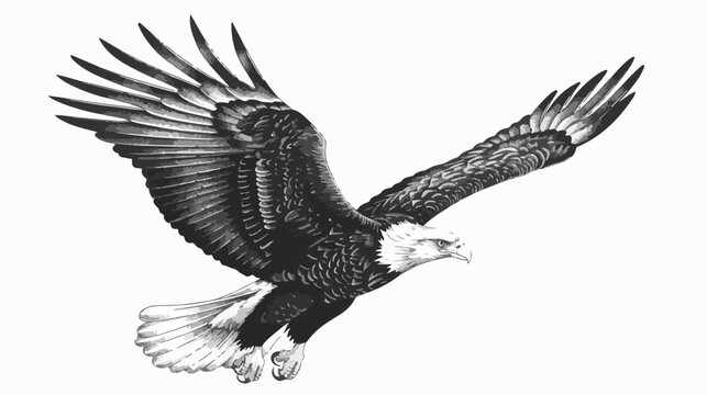 Bald eagle flying. Vector vintage Engraving drawing 