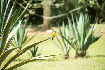 Gray-capped Flycatcher Bird on a branch in the forest