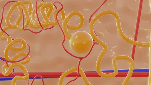 Nephron: The Functional Unit of the Kidney