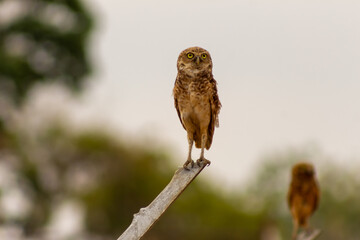 cute owl on a fence in the wild