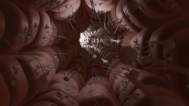Contraction Waves in the Seminiferous Tubules