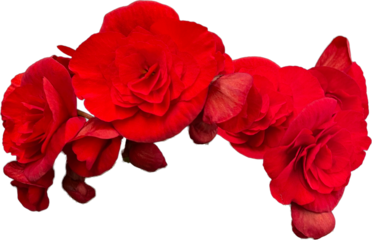 Crown of red begonia flowers png