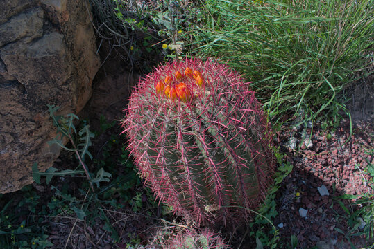 Red thorn cactus, known as Mexican fire barrel