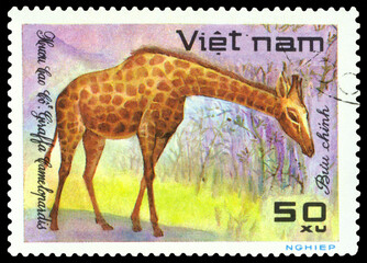Vintage  postage stamp.  Giraffe.