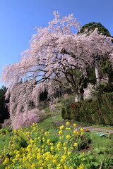 中越家のしだれ桜　花見の季節　（高知県　仁淀川町）