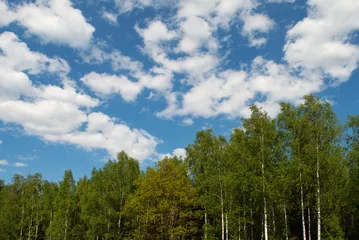 Tuinposter Crowns of birches against a background of blue sky with white clouds © Vic