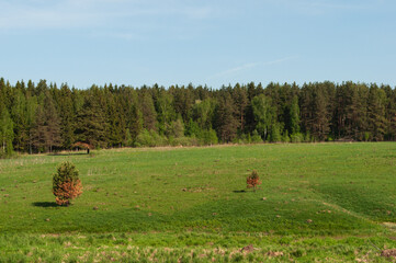 Large green meadow in front of coniferous forest, sunny spring day