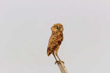 cute owl on a fence in the wild