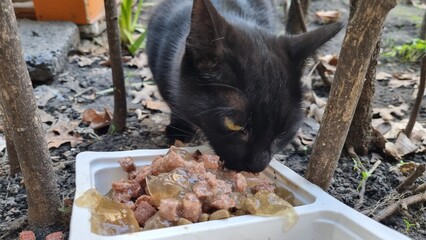 Black and young stray cat being fed and eating, kitten on the street