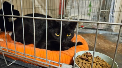 Black Cat in Cage with Food