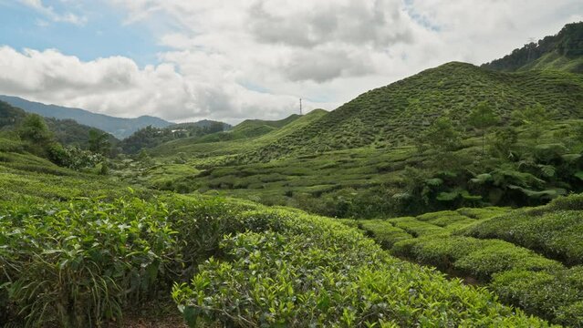 Tea plantation in the Rolling hills of the Cameron Highlands with green tea plants, Malaysia