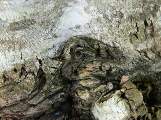 A macro photo of the bark of a living tree in the tropics shows a unique striped pattern