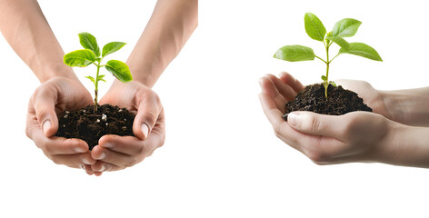 Group of hand gripping plant sapling, Isolated on Transparent Background, PNG