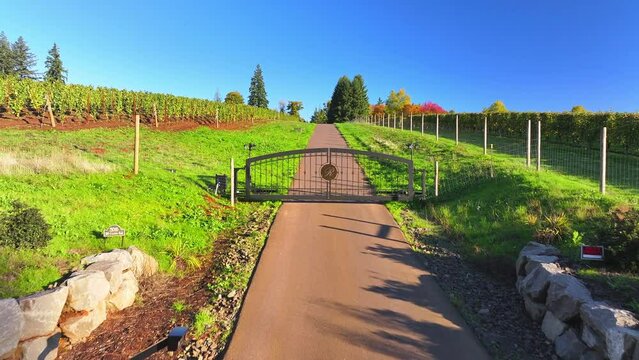 Aerial: A Paved Path Leads Through A Vineyard Under A Clear Blue Sky, Inviting A Peaceful Morning Walk Amongst The Vines. - Sherwood, Oregon