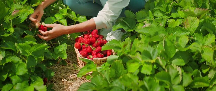 Hands carefully select strawberries among green plants. Gathering ripe fruit, harvesting red sweet berries in a sunny field.