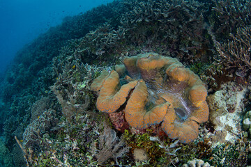 A giant clam, Tridacna gigas, grows on a healthy coral reef in Raja Ampat, Indonesia. This is the largest species of giant clam and it is sought for its meat. It is considered an endangered species.