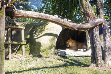 Fototapeta premium big lion inside a zoo