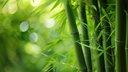 Fototapeta na wymiar green bamboo leaves background