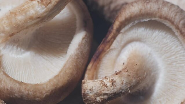 Shiitake Mushroom close-up