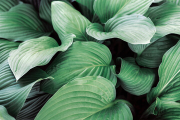 Hosta plant green leaves, natural background