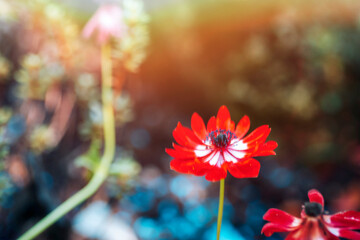 Red Summer Pheasant's Eye flower in sunlight. Adonis Aestivalis - obrazy, fototapety, plakaty