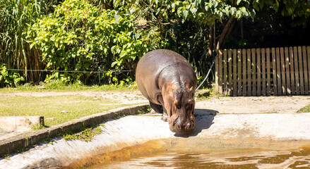 big hippopotamus getting into the lake in a nature reserve