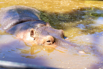 large hippopotamus sticking its head out of a small lake in high resolution