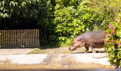 large hippopotamus entering the lake in a nature reserve during the day
