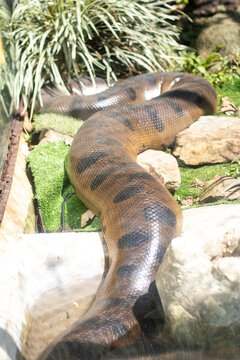 giant anaconda in a nature reserve