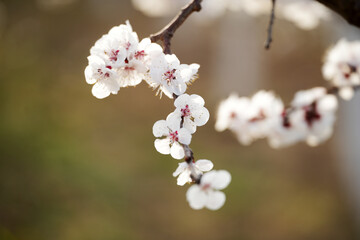 Apricot flowers bloom in spring