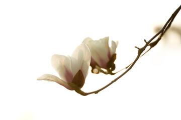 Magnolia flower open in spring