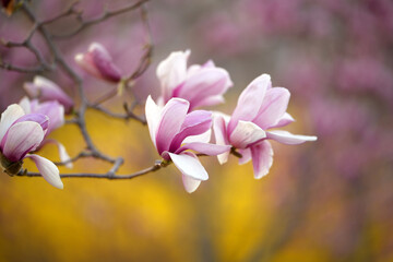Magnolia flower open in spring