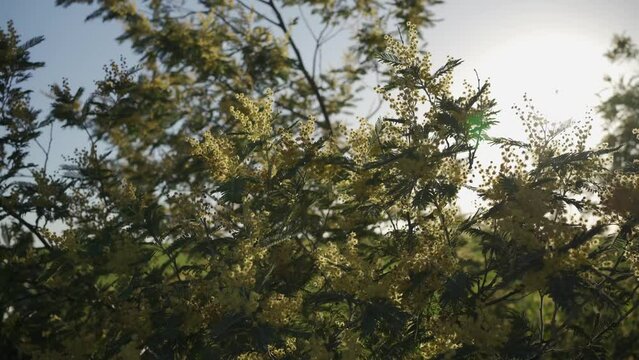 4K video panned in detail of yellow tree branches moved by the fresh wind, with the bright sun passing through the flowers